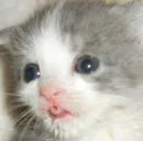 Стикер котики