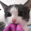 Стикер котики