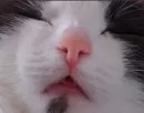 Стикер котики