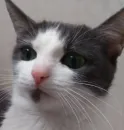 Стикер котики