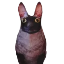 Cats | Котики