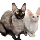 Стикер Cats | Котики