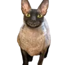 Стикер Cats | Котики