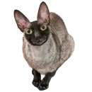 Стикер Cats | Котики