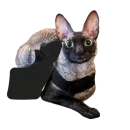 Стикер Cats | Котики