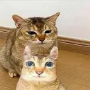 Стикер Котики