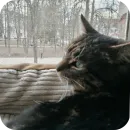 Стикер Тоша и Чихуахуа