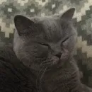 Плюшевая сексуальность