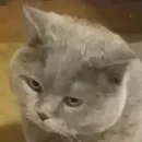 Стикер Плюшевая сексуальность