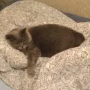 Стикер Плюшевая сексуальность