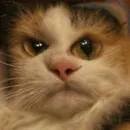 Стикер Cringing