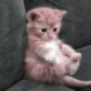 Стикер rose blackpink