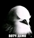 Birds Memes