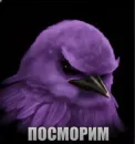 Стикер Birds Memes