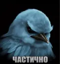 Стикер Birds Memes