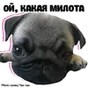 Pug Chak-chak (мопс самец Чак-чак)