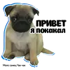 Стикер Pug Chak-chak (мопс самец Чак-чак)