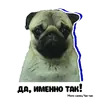 Стикер Pug Chak-chak (мопс самец Чак-чак)