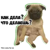 Стикер Pug Chak-chak (мопс самец Чак-чак)