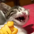 Cats memes