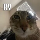 Стикер Cats memes