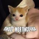 Стикер Cats memes