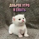 Стикер Cats memes