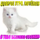 Стикер Cats memes