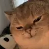 pusi