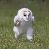 Стикер pusi