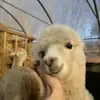 Стикер pusi