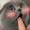 Стикер pusi