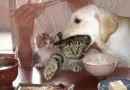 Стикер пуссис