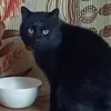 Стикер пуся🐱