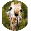 Стикер Party animals