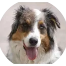 Стикер Party animals