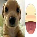 собачка милая