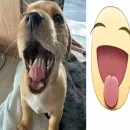 Стикер собачка милая