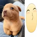 Стикер собачка милая