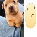 Стикер собачка милая