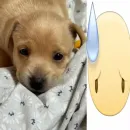 Стикер собачка милая