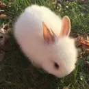 Стикер 🐰RABBITS🐰