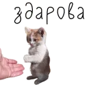 Стикер коты ишачат на заводе