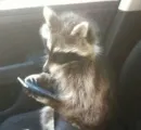 Raccoons