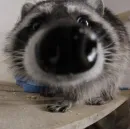 Стикер Raccoons