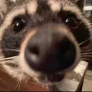 Стикер Raccoons