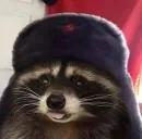 Стикер Raccoons