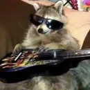 Стикер Raccoons