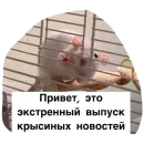 Крысиноэ