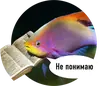 Рыбы пытаются читать